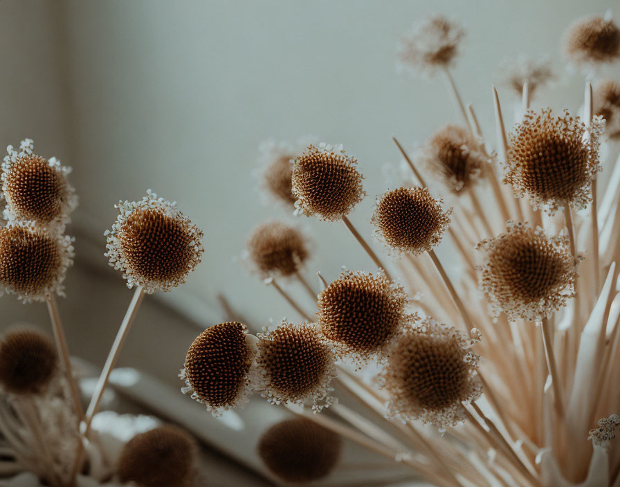 Detailed Close-Up of Dried Round Flowers in Warm, Muted Tones