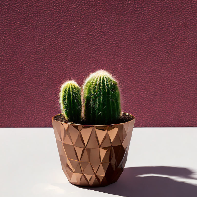 Geometric-patterned pot with cactus casting shadow on pink backdrop
