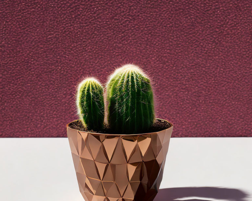 Geometric-patterned pot with cactus casting shadow on pink backdrop