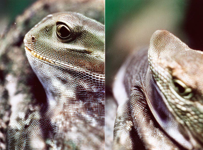 Close-up Diptych of Lizard: Eye, Head, and Textured Skin Detail
