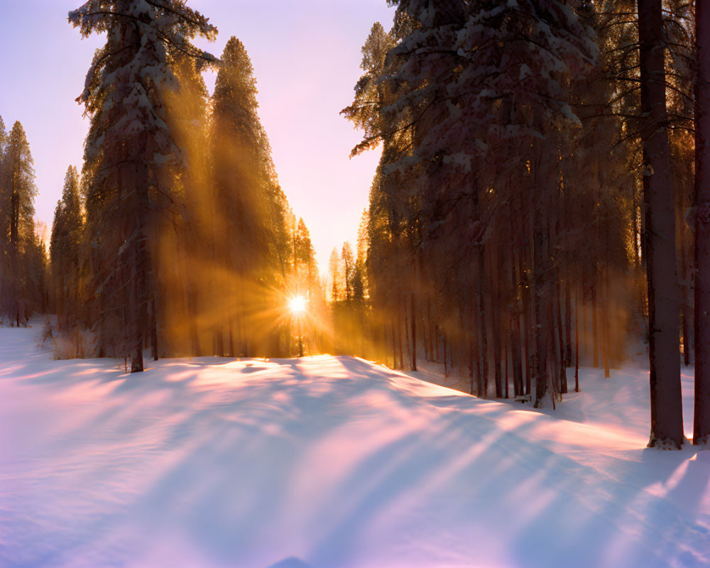 Winter forest sunset with golden hues and long shadows on snow.