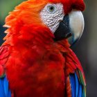Detailed red macaw illustration with white face patch and striking beak against dark backdrop