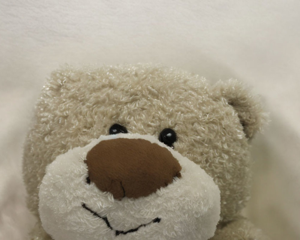 Plush tan teddy bear with brown nose on white background
