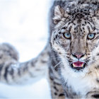 Pair of Snow Leopards with Blue Eyes in Snowy Mountain Scene