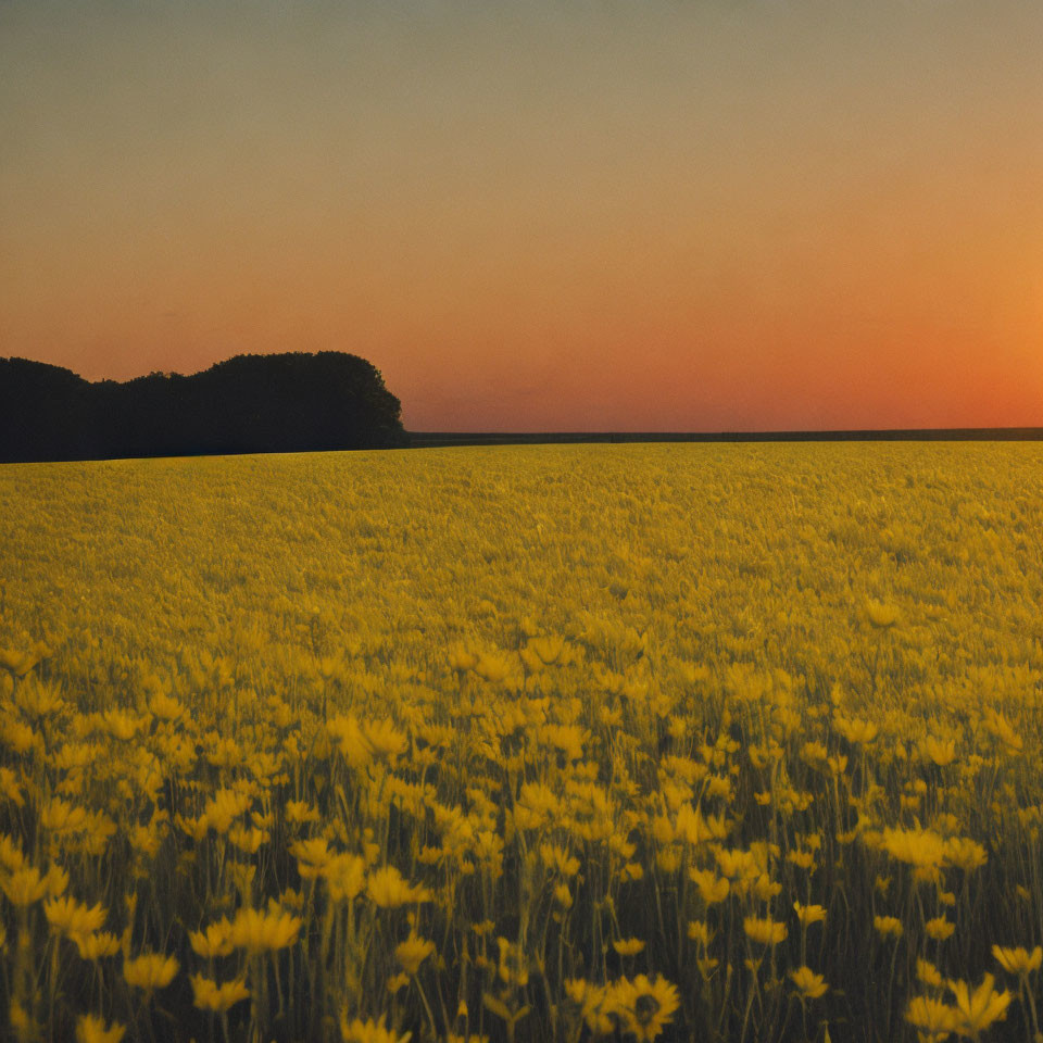 Tranquil Yellow Flower Field at Sunset