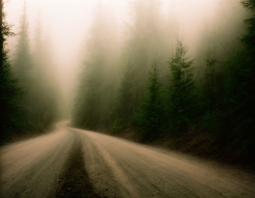 Foggy Forest Road with Tall Trees and Soft Light
