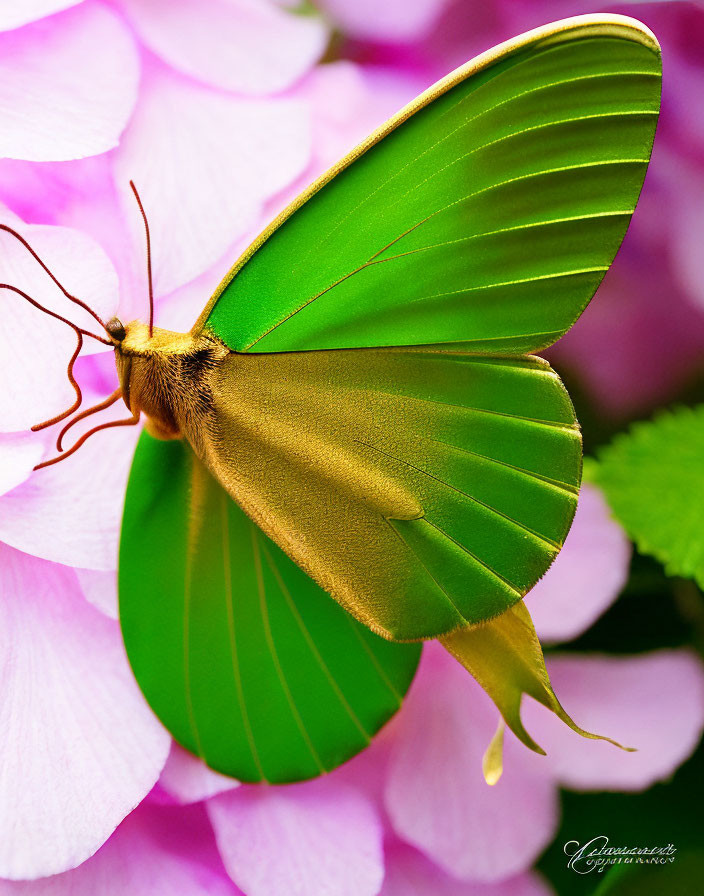 Vibrant Green Butterfly on Pink Flowers with Delicate Veins