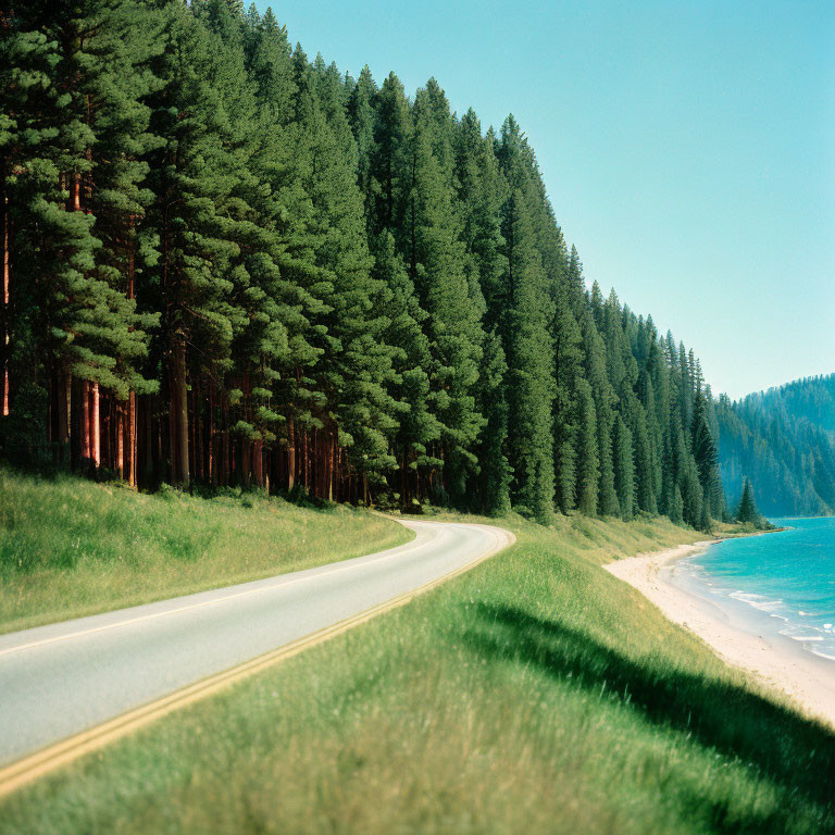Scenic beach road bordered by pine forest under blue sky
