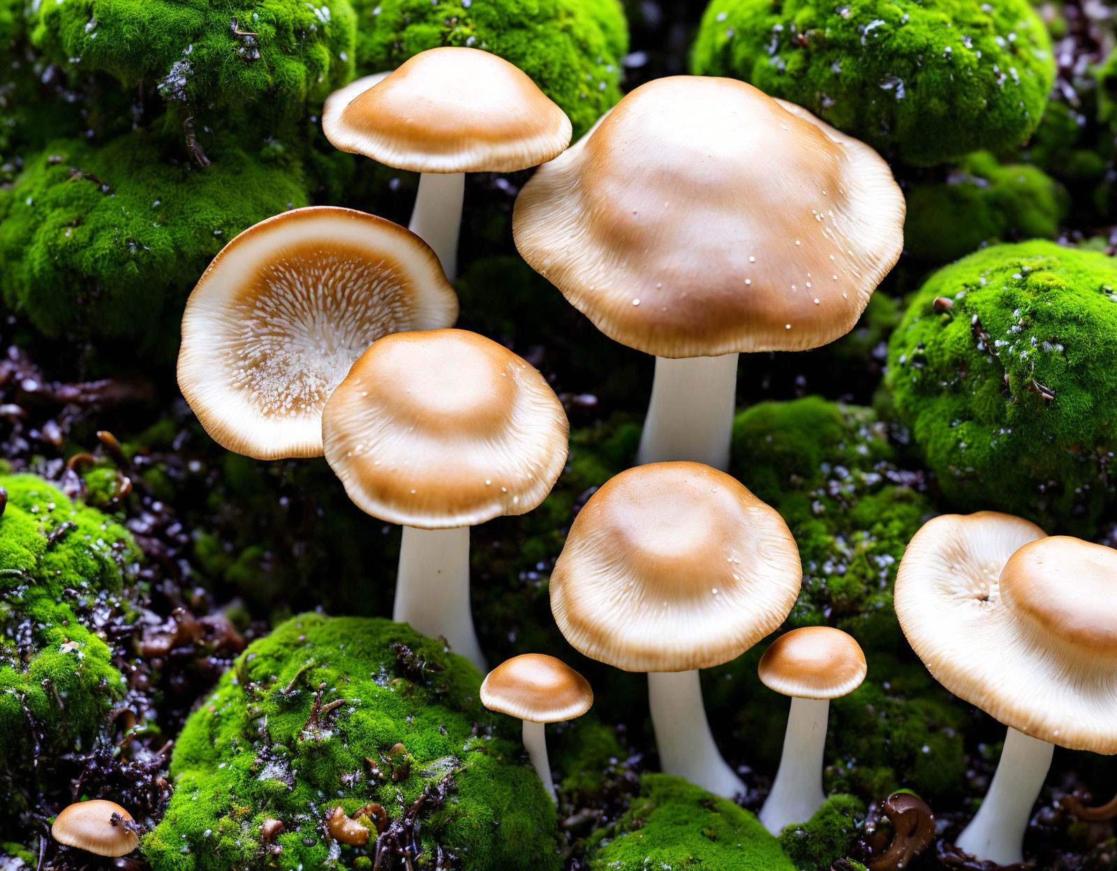 Wild Mushrooms with White Stems and Brown Caps among Moss-Covered Ground