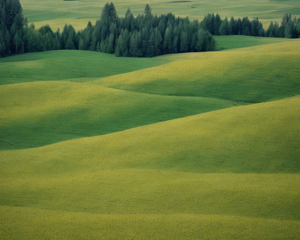 Scenic view of rolling green hills and trees in light and shadow
