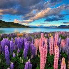 Scenic landscape with purple lupines, lake, and mountains at sunset