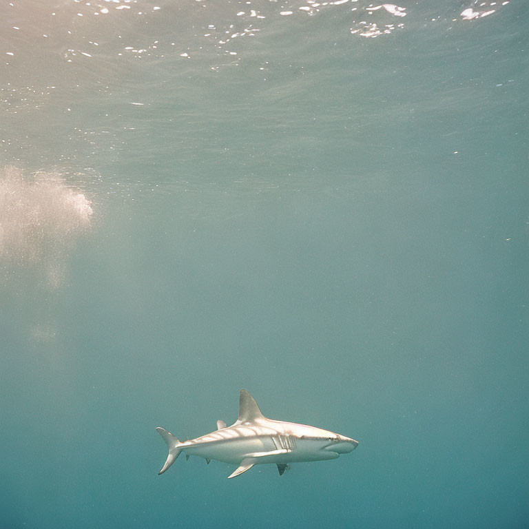 Solitary shark swimming in clear blue water with sunlight filtering through.