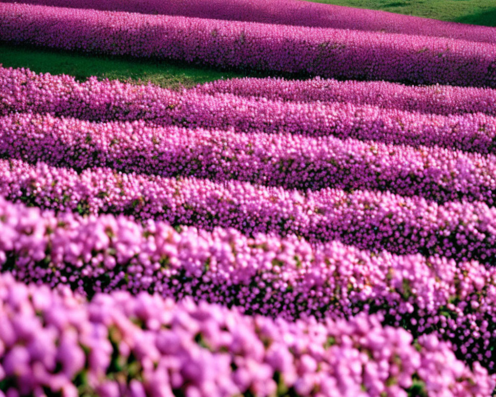 Vibrant purple and green flower fields on rolling landscape
