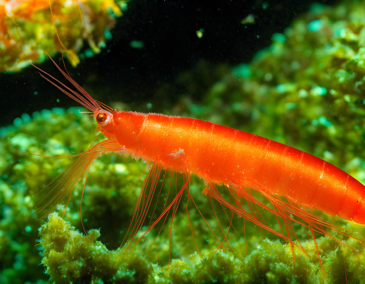 Colorful red shrimp with long antennae on green aquatic plants in clear underwater setting