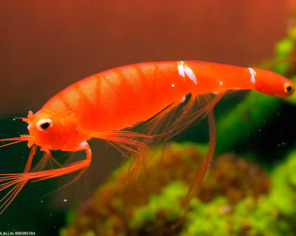 Vibrant red cherry shrimp in aquarium with green plants