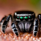 Jumping spider with green eyes and banded legs on blurred background