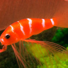 Vibrant red cherry shrimp in aquarium with green plants