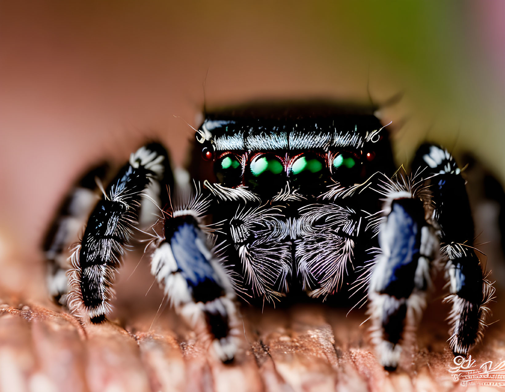 Jumping spider with green eyes and banded legs on blurred background