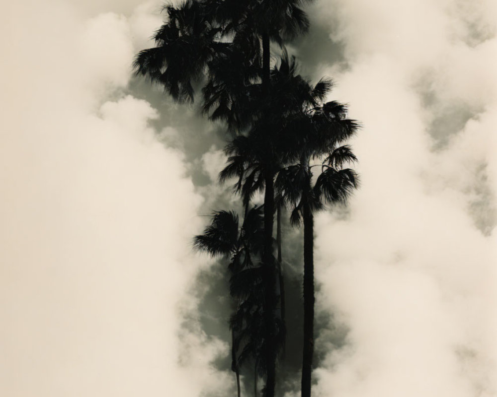 Misty sepia-toned palm tree silhouettes in serene setting