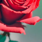 Vibrant red rose with delicate petals on soft-focus green background