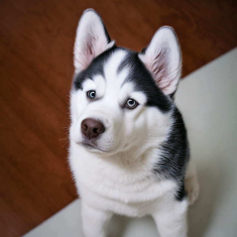 Siberian Husky with Blue Eyes and Black & White Fur on Hardwood Floor