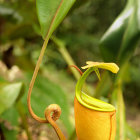 Vibrant red-green pitcher plant with droplet in lush tropical setting