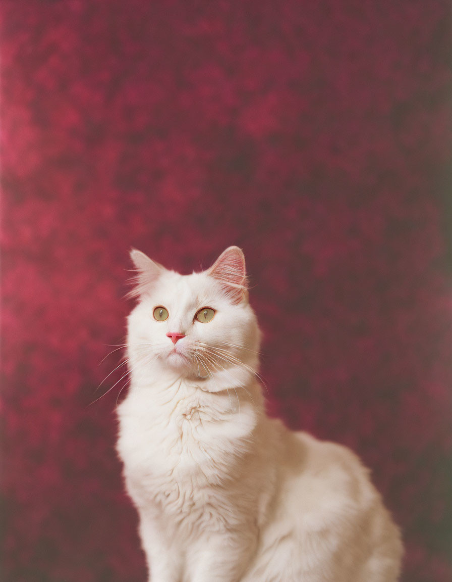 Fluffy white cat with green eyes against pink and red background