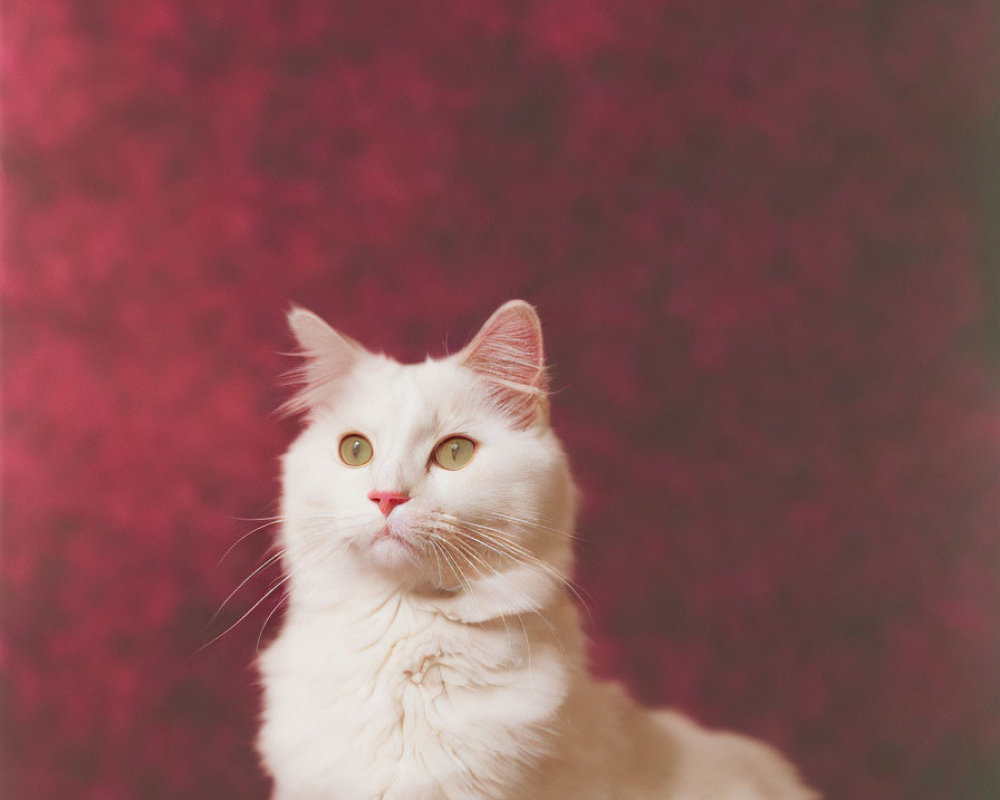 Fluffy white cat with green eyes against pink and red background