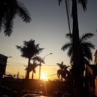 Tranquil sunset scene with silhouetted palm trees, street lamps, birds, and parked