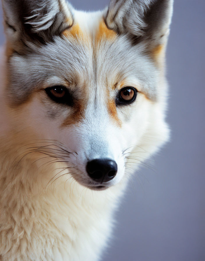 Marble Fox