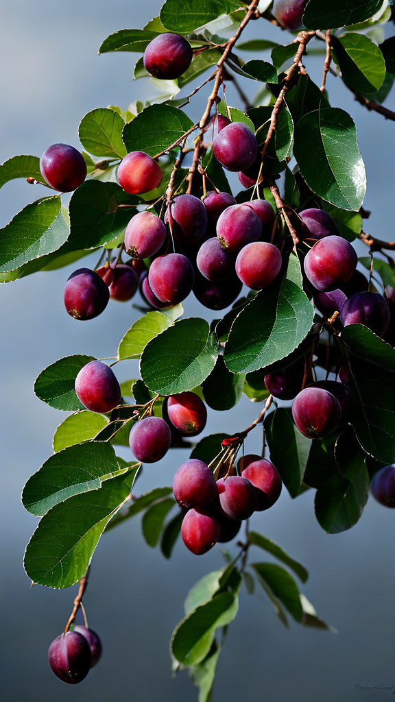 Ripe purple plums on branch with green leaves and soft background