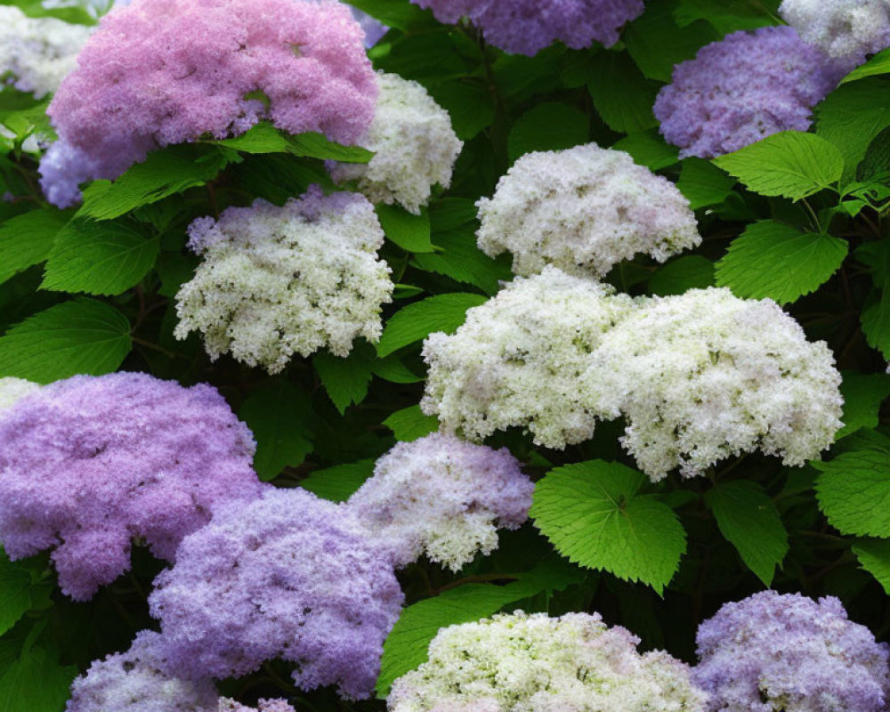 Fluffy White and Purple Hydrangea Flowers with Green Leaves