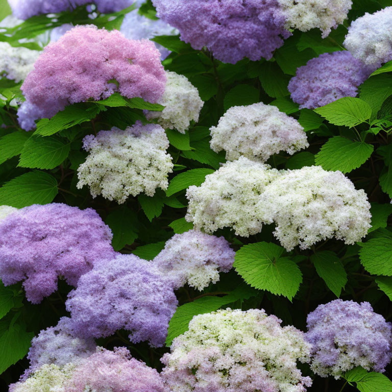 Fluffy White and Purple Hydrangea Flowers with Green Leaves