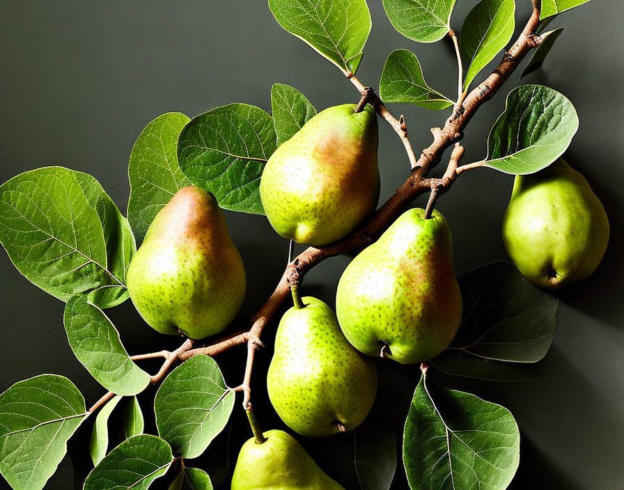 Fresh Green Pears on Branch with Speckled Skins and Lush Leaves
