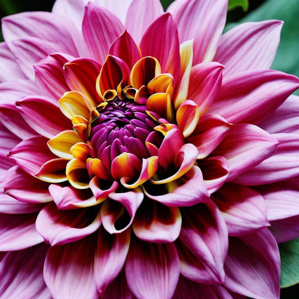 Vibrant Dahlia Flower with Purple, Yellow, and Pink Layered Petals