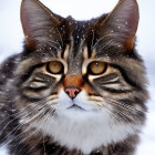 Tabby Cat with Orange Eyes and Snowflakes Pattern
