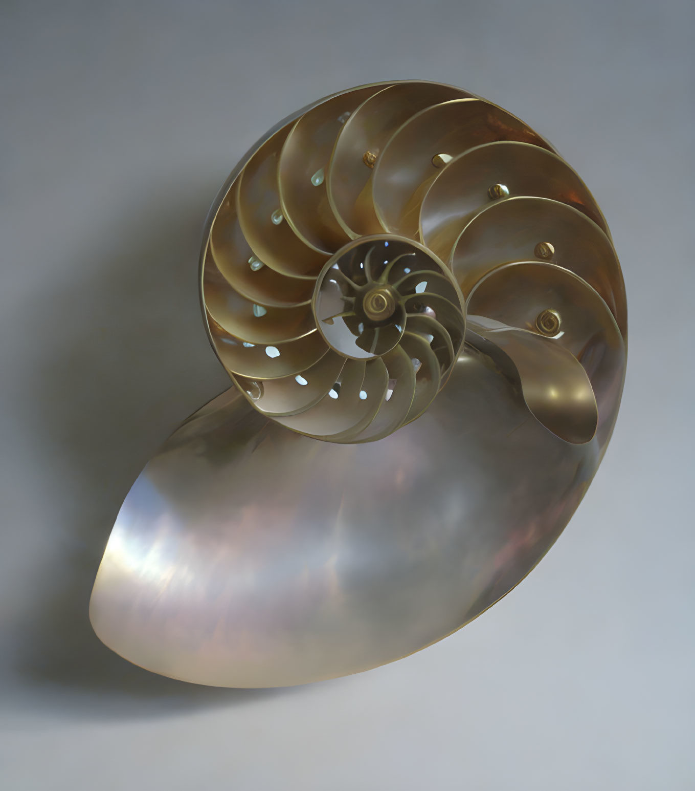 Polished Nautilus Shell Cutaway Showing Spiral Structure
