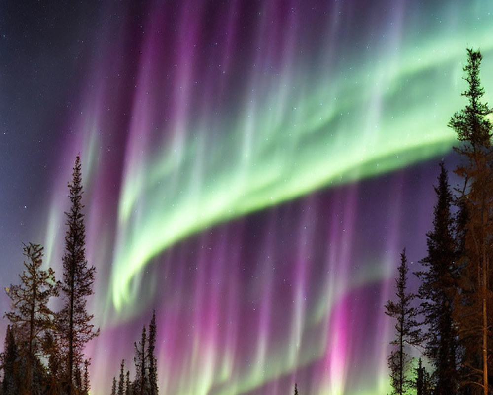 Northern Lights Illuminate Night Sky Above Silhouetted Pine Trees