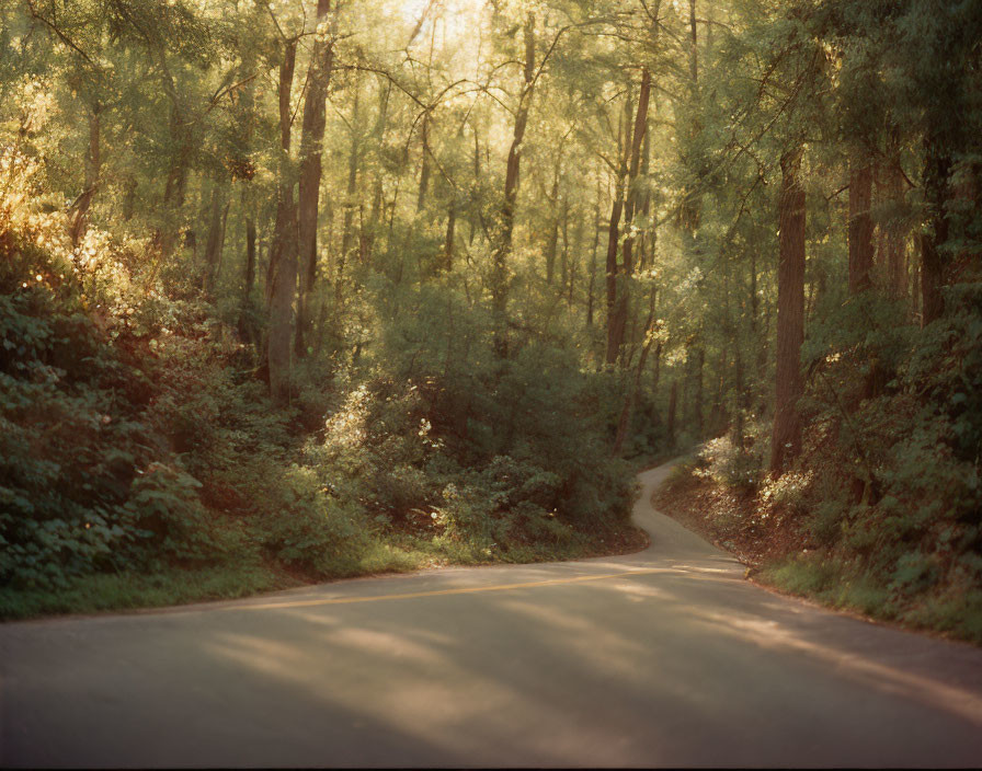 Sun-dappled forest with winding road through tall trees