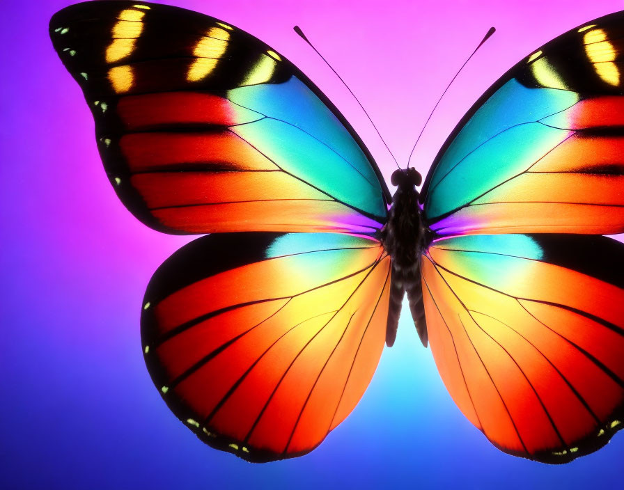 Colorful Butterfly with Red, Orange, and Blue Gradient Wings