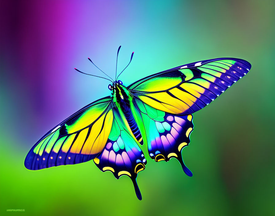 Colorful Butterfly with Yellow and Blue Wings on Gradient Background
