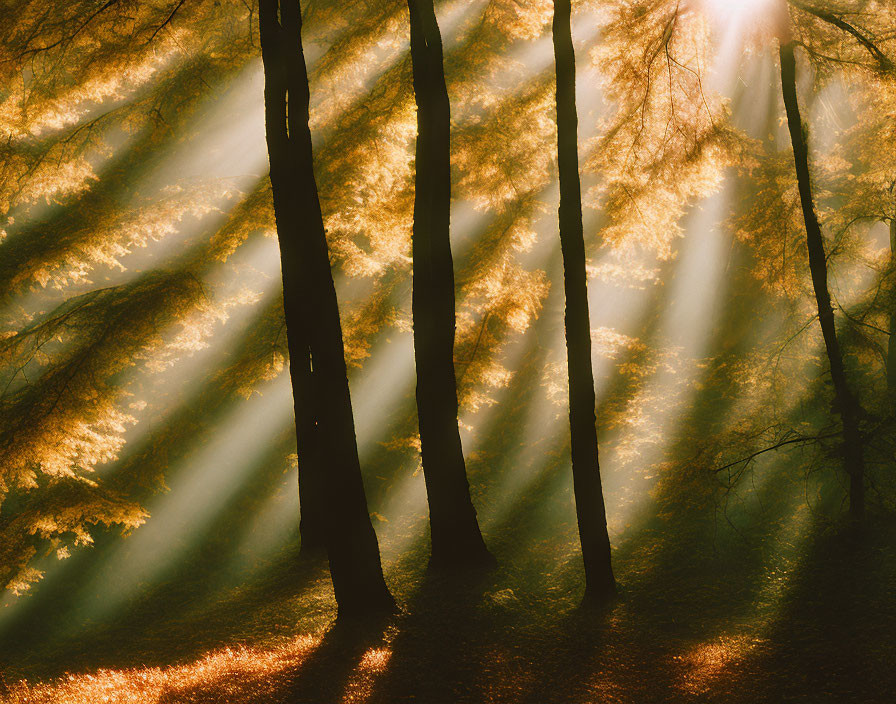 Misty forest with sunlight streaming through tall trees