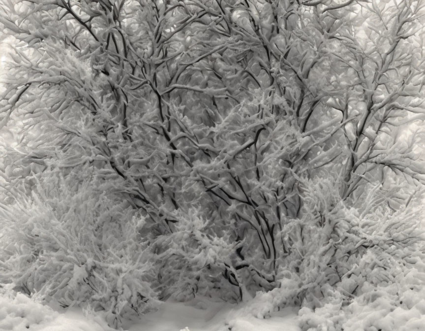 Winter scene: Snow-covered branches form intricate patterns in dense forest canopy