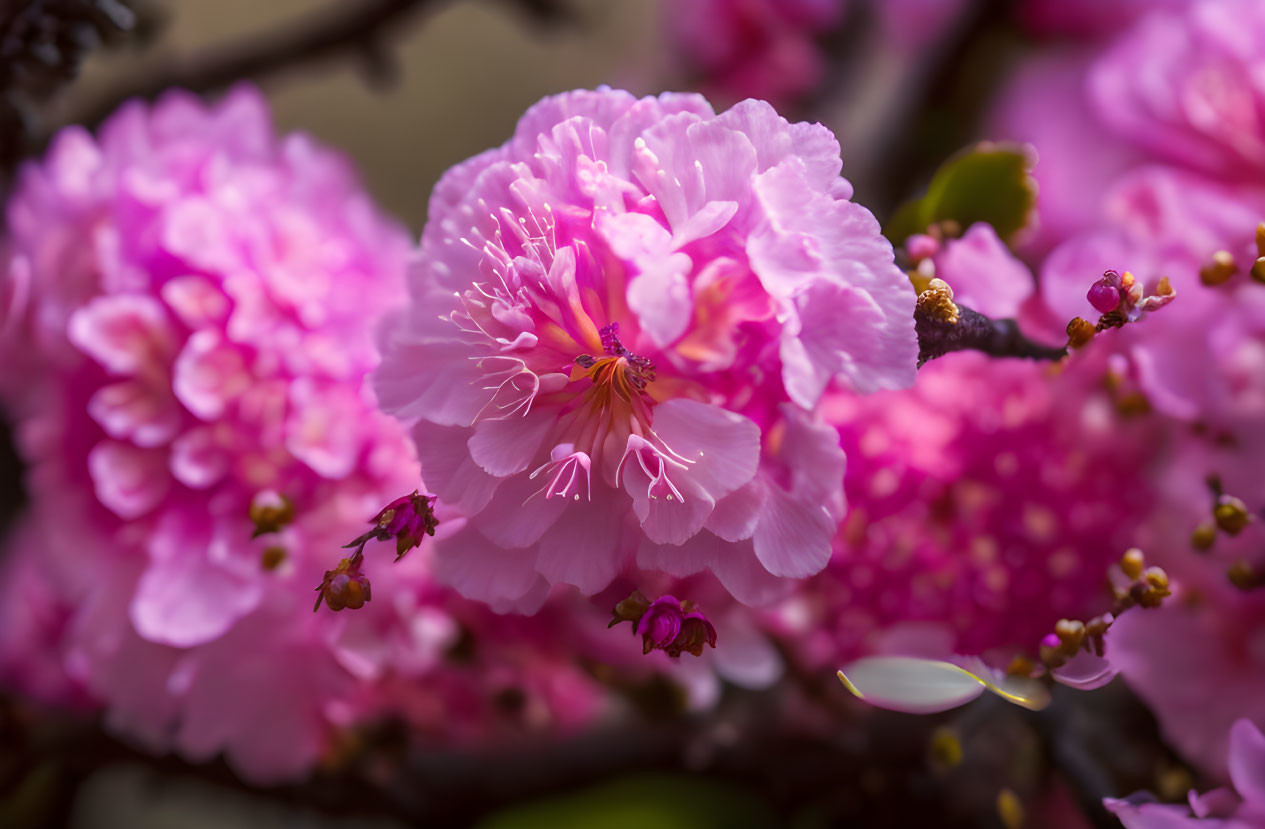 Delicate pink cherry blossoms with visible stamens in soft-focus background