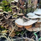 Colorful Mushroom Illustration on Tree Stumps and Forest Floor