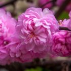 Delicate pink cherry blossoms with visible stamens in soft-focus background