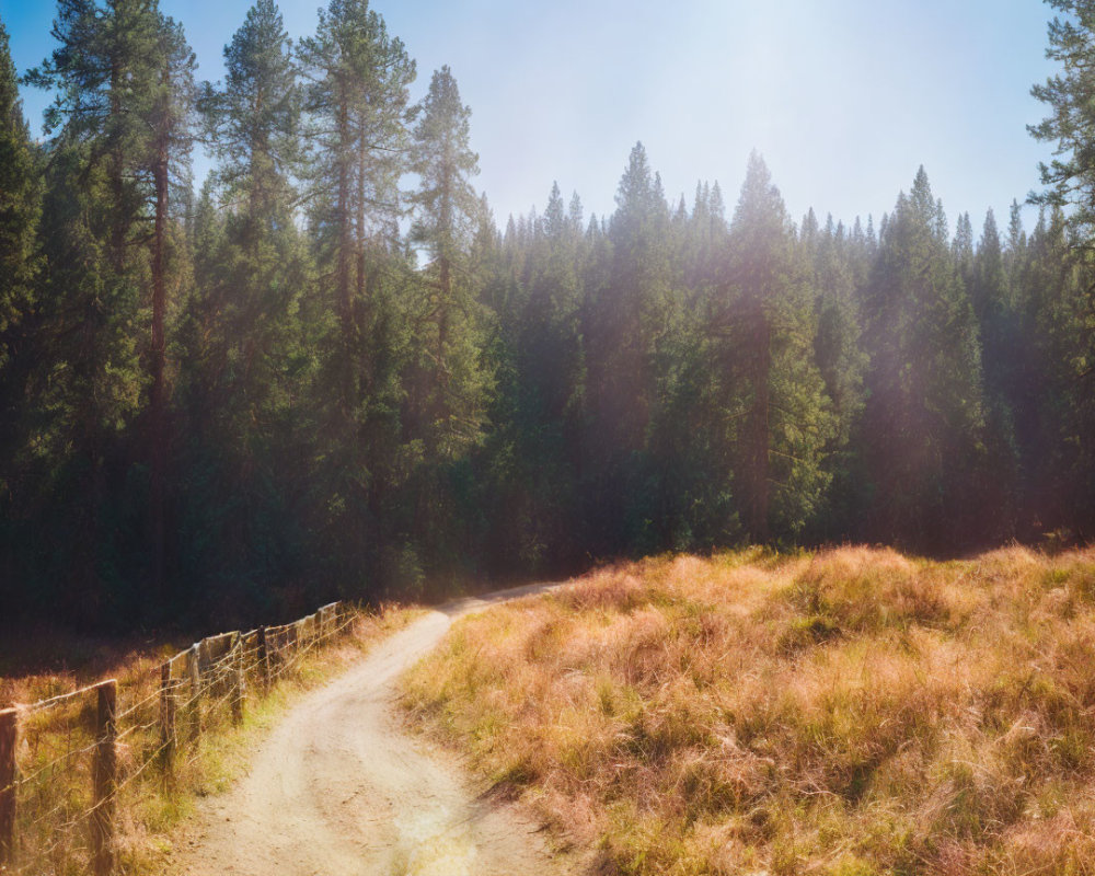 Sunlit meadow with curving dirt path and tall pine trees