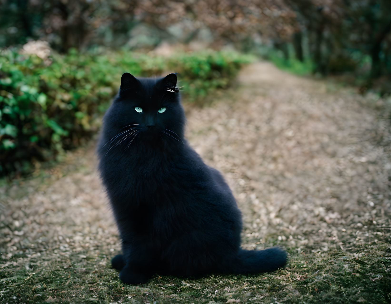 Black Cat with Green Eyes on Leaf-Strewn Path amid Lush Greenery