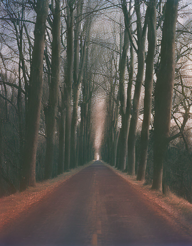 Tranquil tree-lined road at dusk or dawn