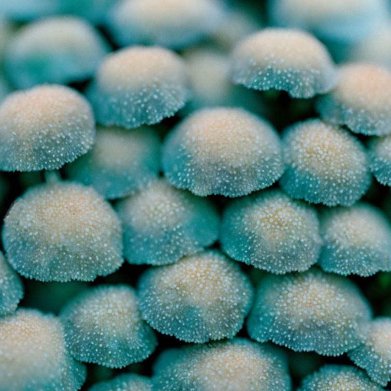 Textures: Mushrooms